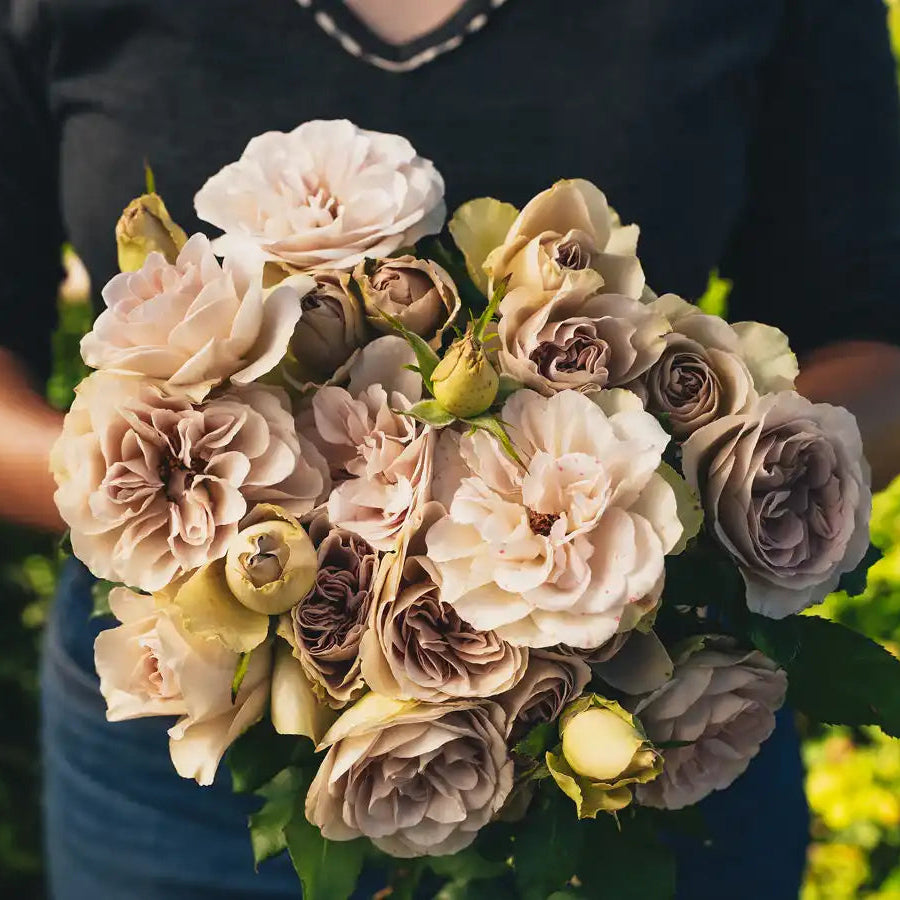 Nude Color Roses Nude Rose Bush Collection | April & Ashley