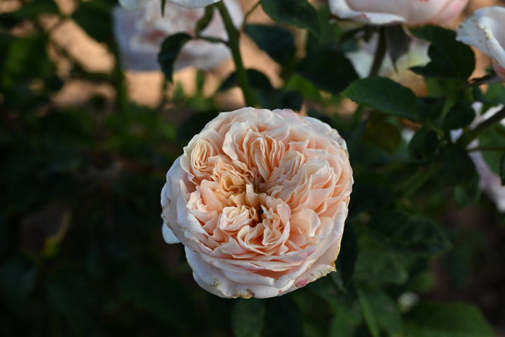 Close-up of a pink rose with a blurred green background