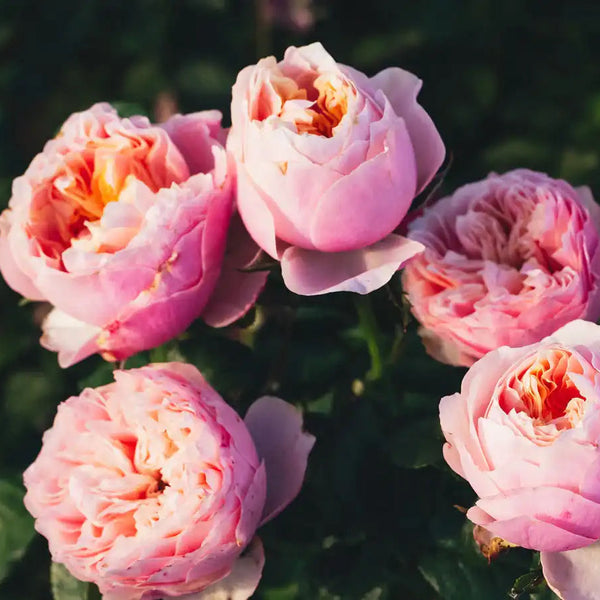 Notting Hill™ Blush Pink Rose | April & Ashley Notting Hill™ Blush Pink Rose | April & Ashley