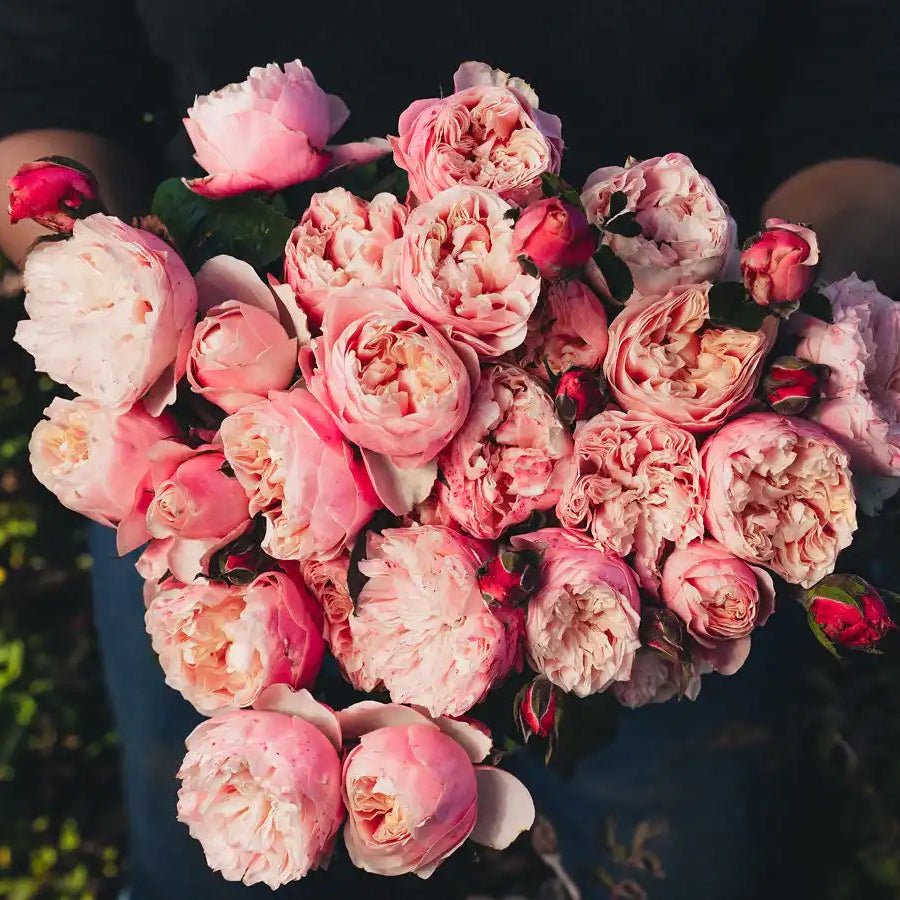 Notting Hill™ Blush Pink Rose | April & Ashley