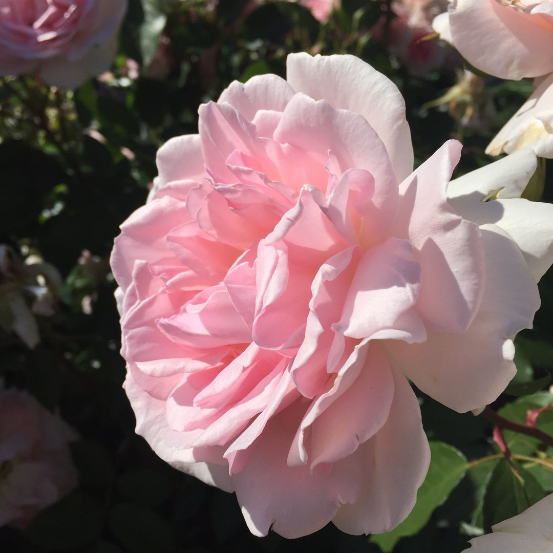 pink rose bloom