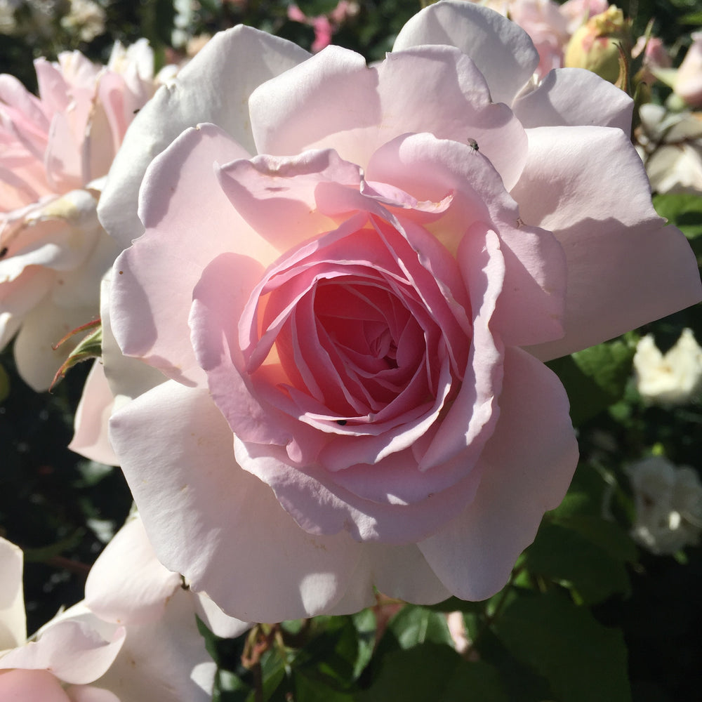 Close-up of a pink rose with a blurred background