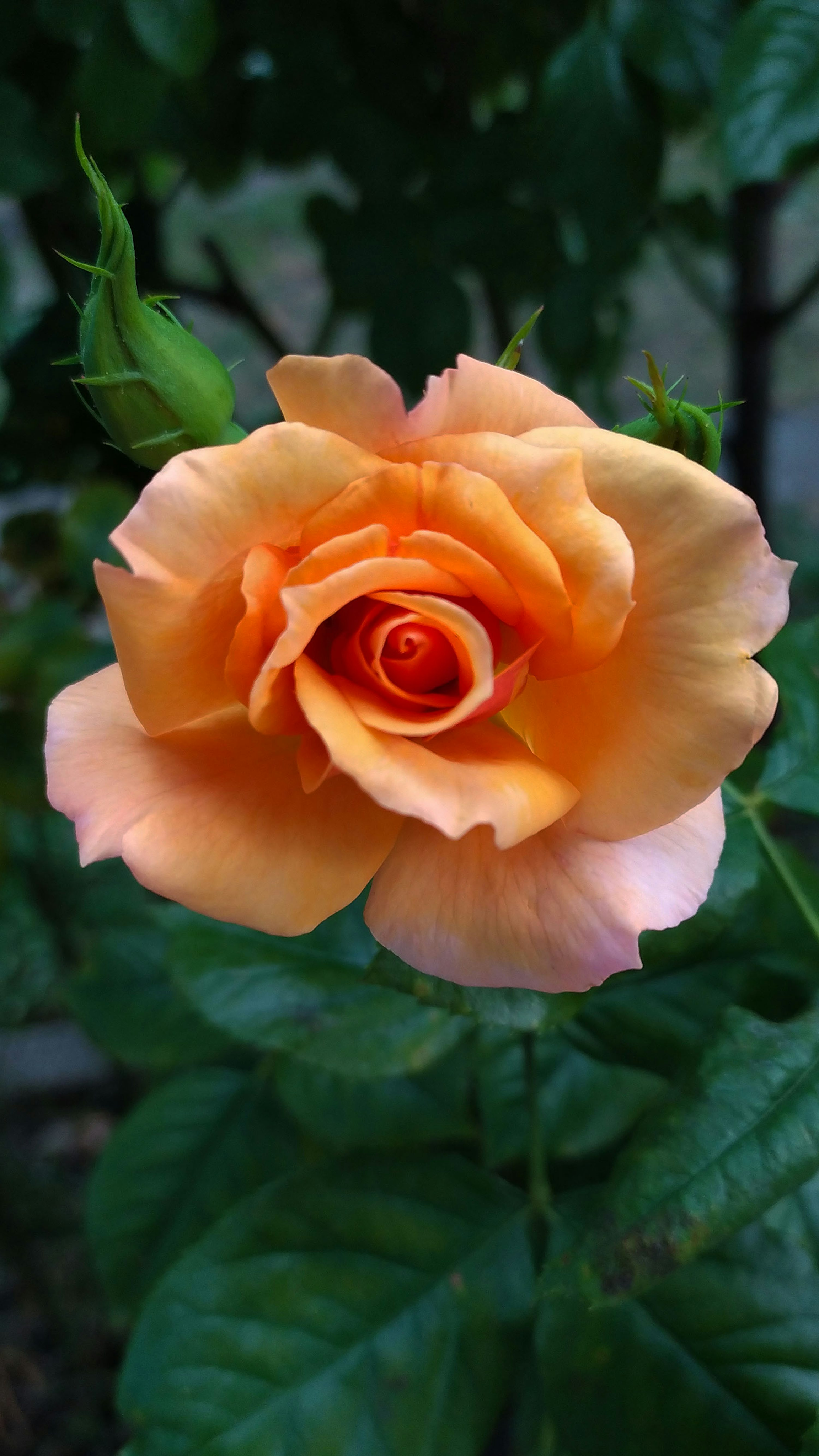 Suckering Roses Rose Plant Suckers: What They Are & What To Do With Them – April & Ashley