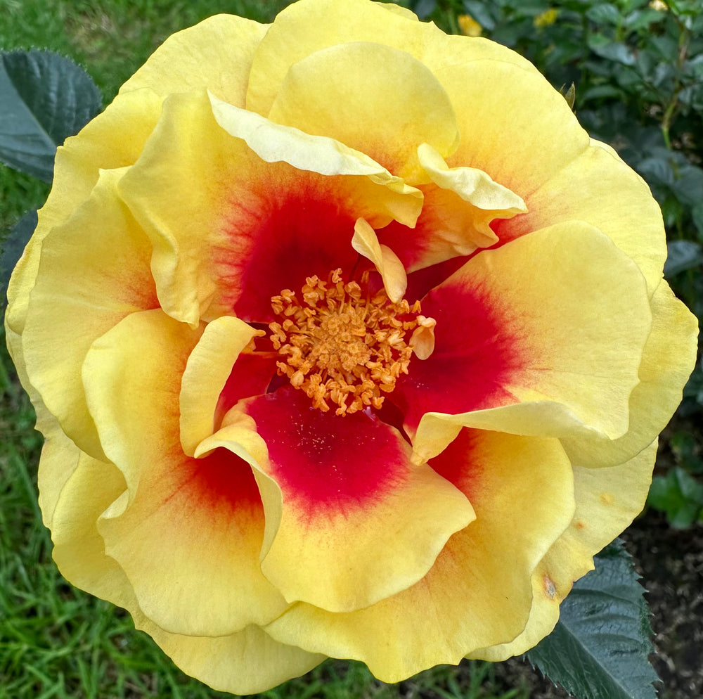 Close-up of a yellow flower with a red center
