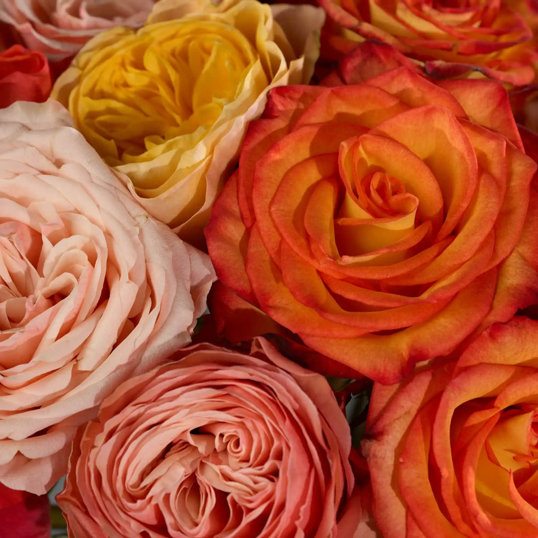 Close-up of a bouquet of multicolored roses including red, pink, and orange.