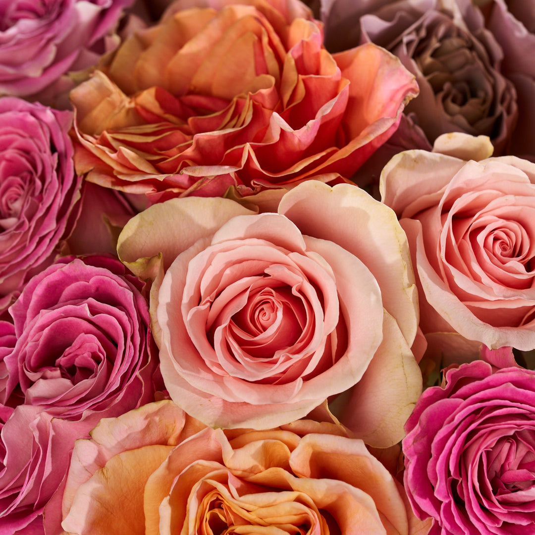 Close-up of a bouquet of pink, orange, and purple roses.
