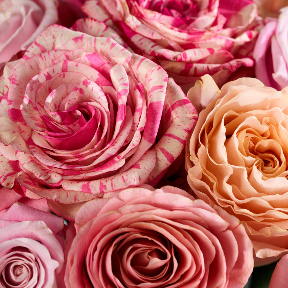Close-up of pink and peach roses with a soft focus background