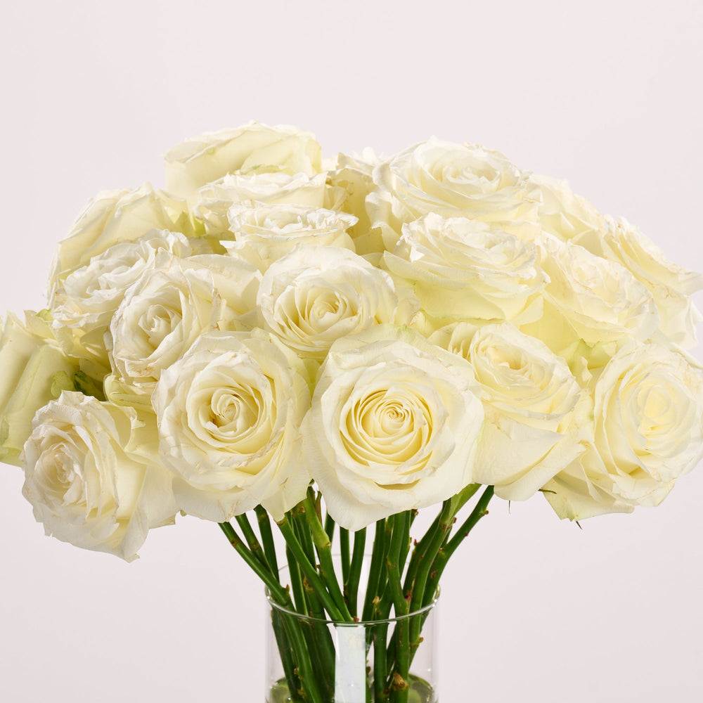 Bouquet of white roses in a clear vase on a light gray background