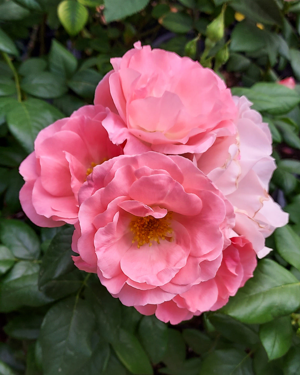 Close-up of pink flowers with green leaves in the background
