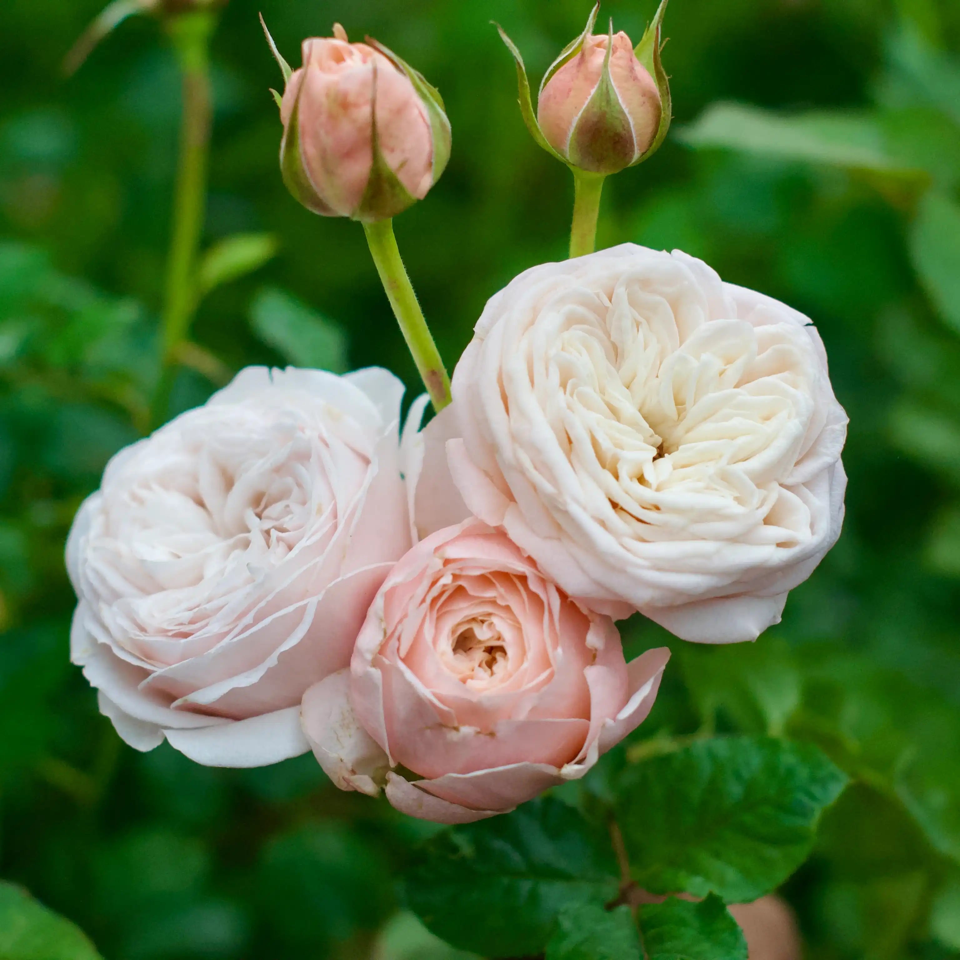 Paradise Beach™ Creamy White & Peach Rose | April & Ashley