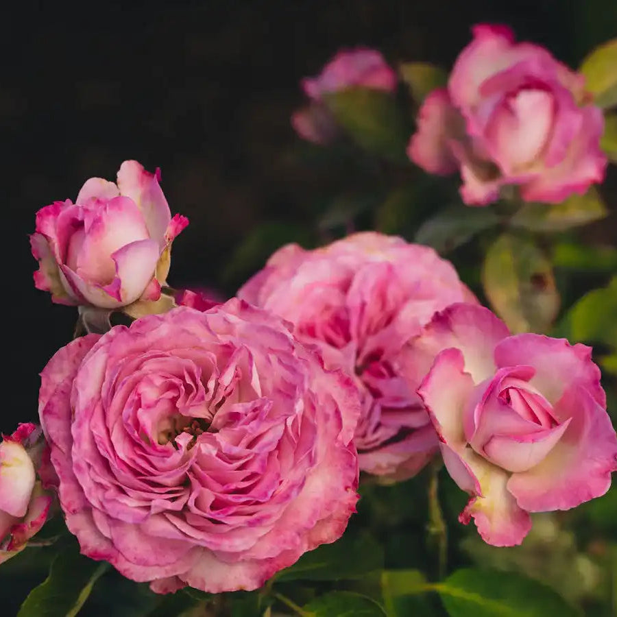 Hardiness Zone 6 Rose Bush Collection | April & Ashley – Page 6