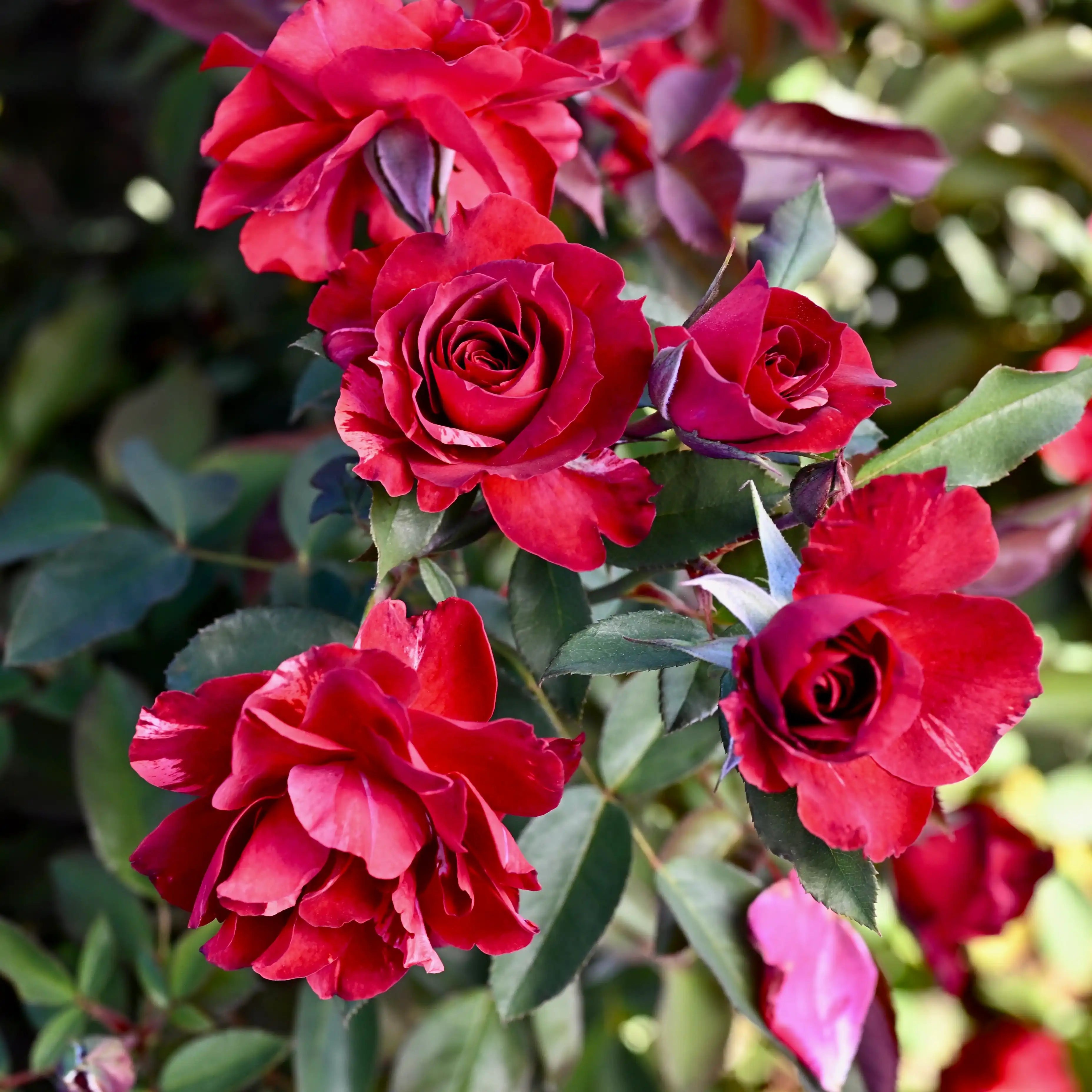 Shrub Rose Bush Collection | April & Ashley