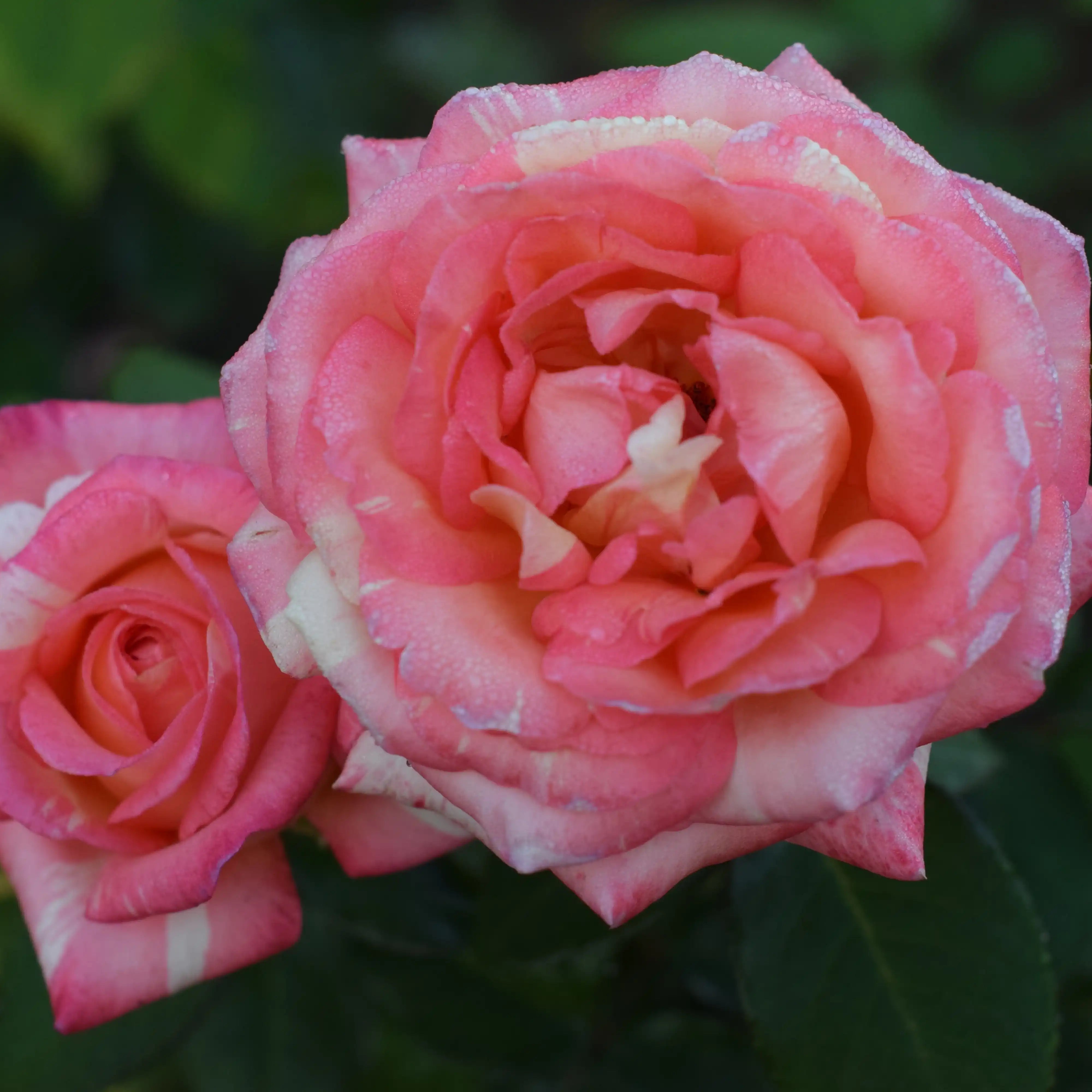 Peach Swirl® Peach, Yellow & Magenta Rose | April & Ashley