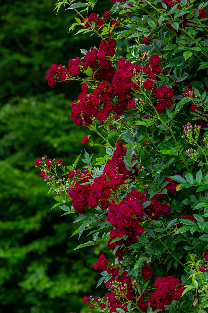 Red rose climber