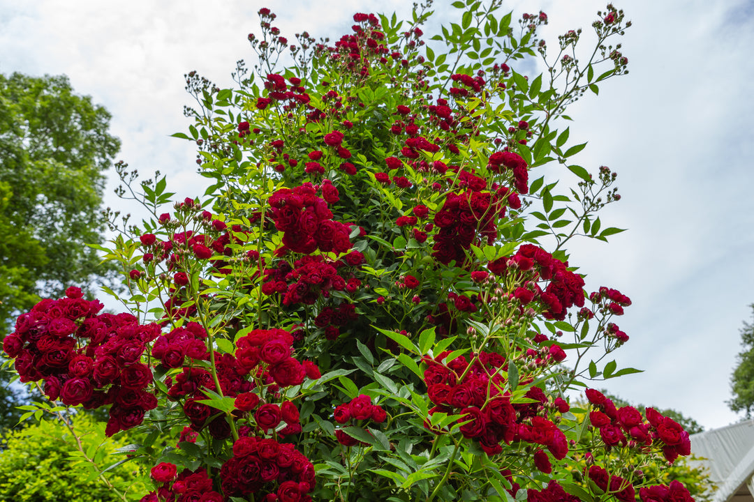 Bouquet of red roses with green leaves against a blue sky.