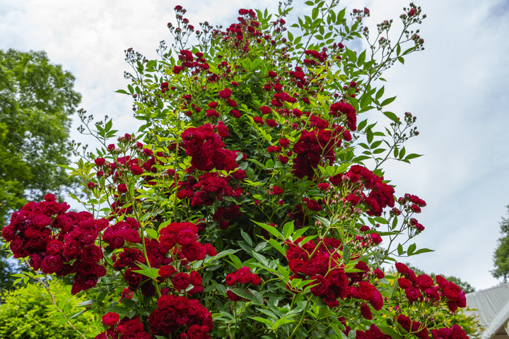 Bouquet of red roses with green leaves against a blue sky.