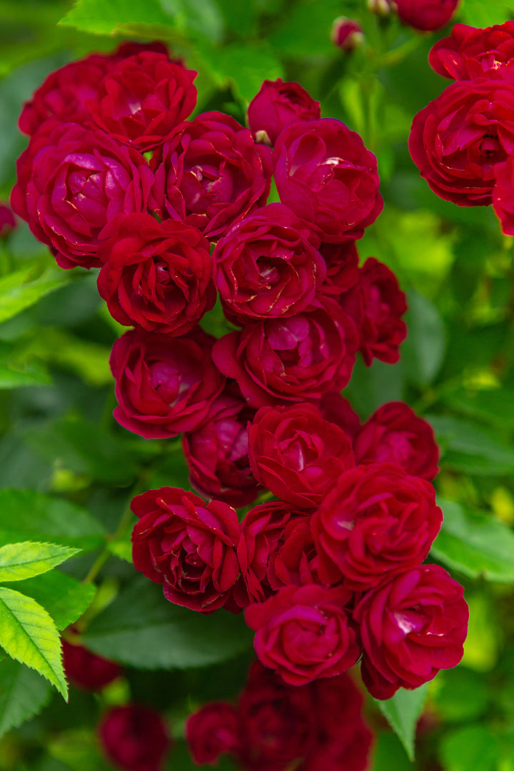 Red rose climber