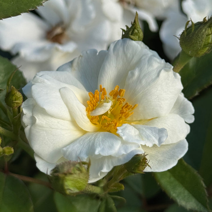 Single bloom