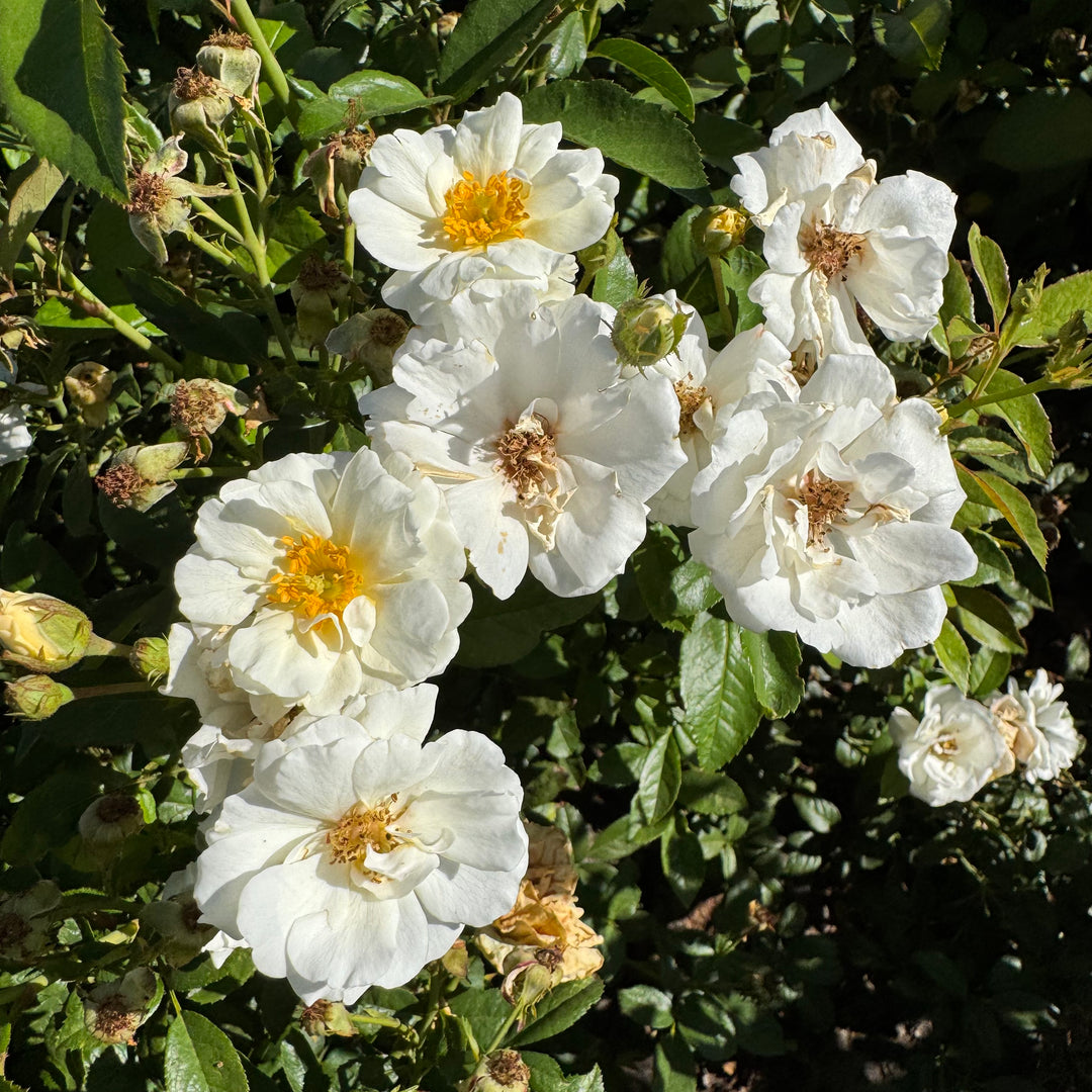 White flowers with yellow centers on a green bush