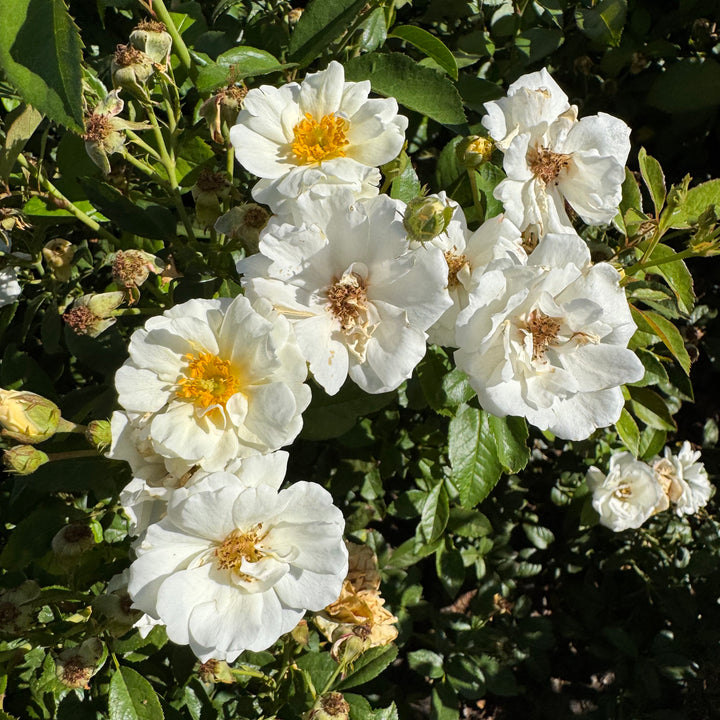 White flowers with yellow centers on a green bush