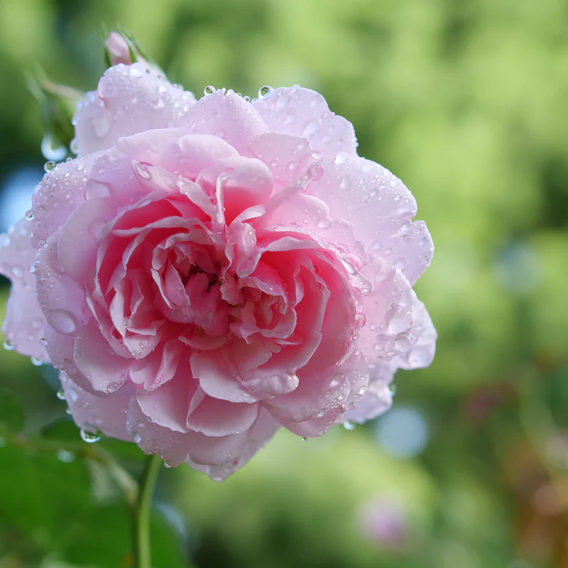 Rosa Pink 'N Pretty™ Red-Pink Magenta Rose | April & Ashley Rosa Pink 'N Pretty™ Red-Pink Magenta Rose | April & Ashley