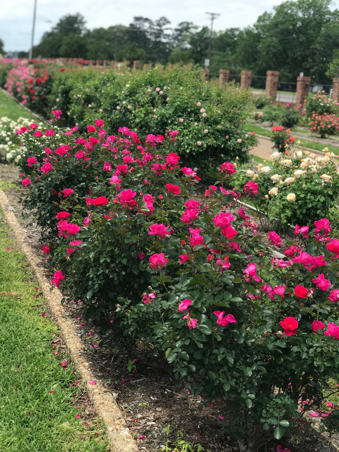 Row of pink flowering bushes in a garden setting with green grass and trees in the background.
