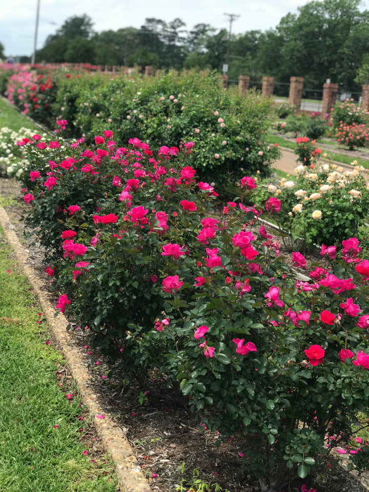 Row of pink flowering bushes in a garden setting with green grass and trees in the background.