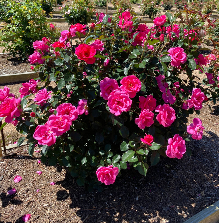 Bush of pink flowers in a garden setting