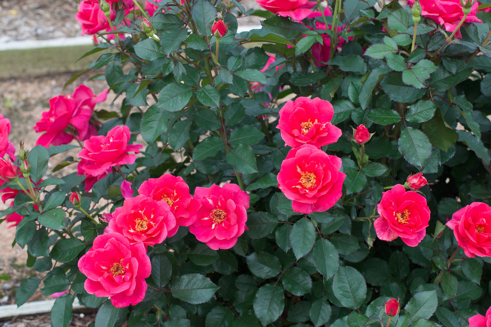 Cluster of pink flowers with green leaves