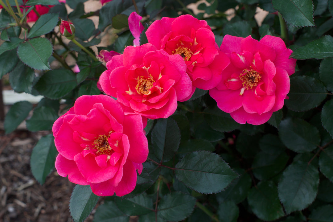 Close-up of pink flowers with green leaves