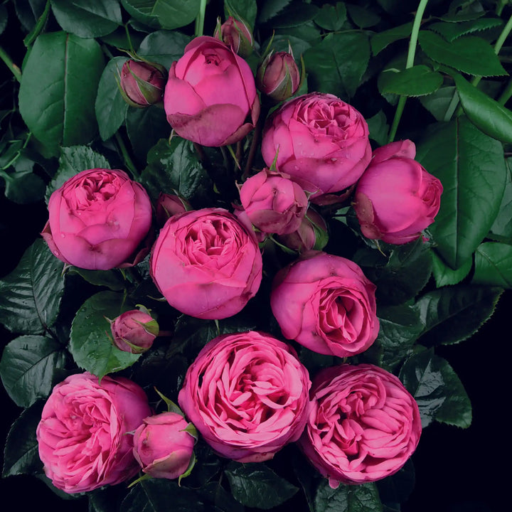 Pink Roses Avril Pink Piano® – April & Ashley