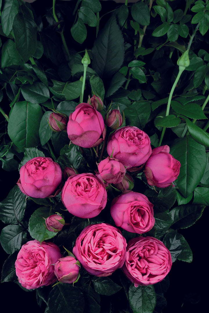 Bouquet of pink roses with green leaves on a dark background