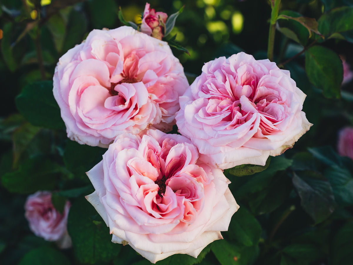 Rose roseです ※10月6日までお取り置きもできますᵕ̈* Zone 10 Rose Bush Collection | April & Ashley