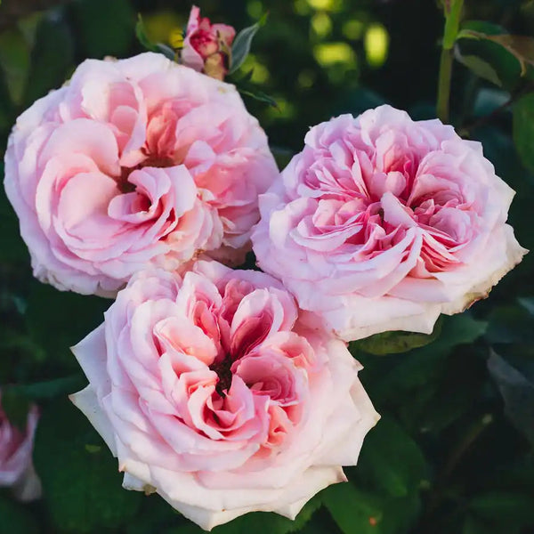 Pink O'Hara™ Baby Pink Rose Bush | April & Ashley