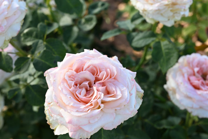 Pink O'Hara™ Rose Bush