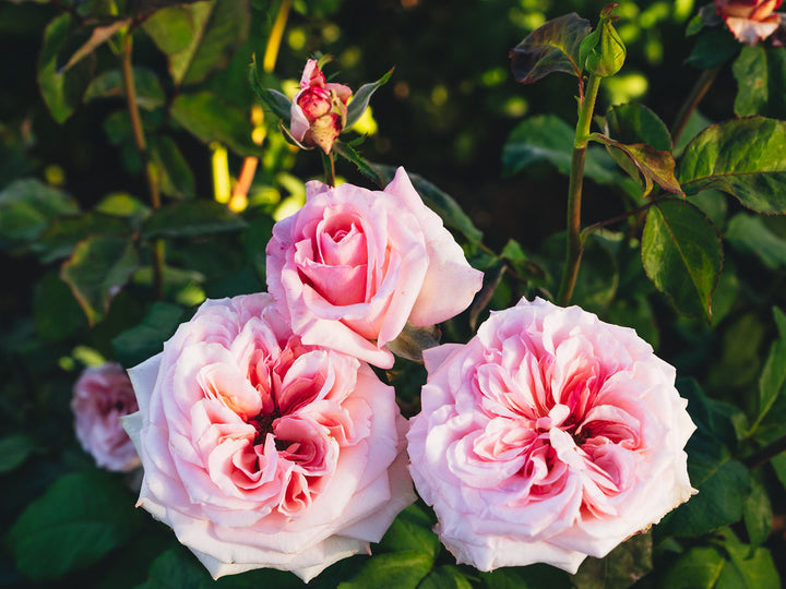 Pink O'Hara™ Rose Bush