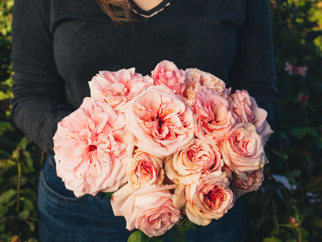 Pink O'Hara™ Rose Bush