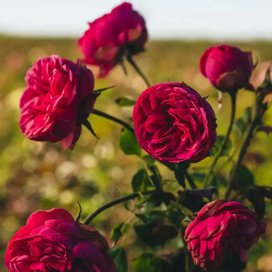 Pink Piano® – April & Ashley