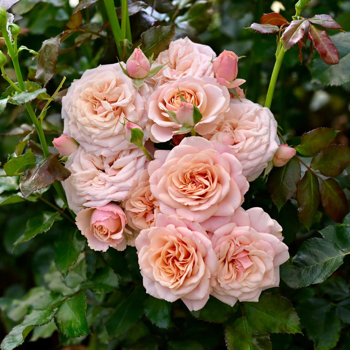 Candlelight Roses Candlelight™ White Rose Variety | April & Ashley