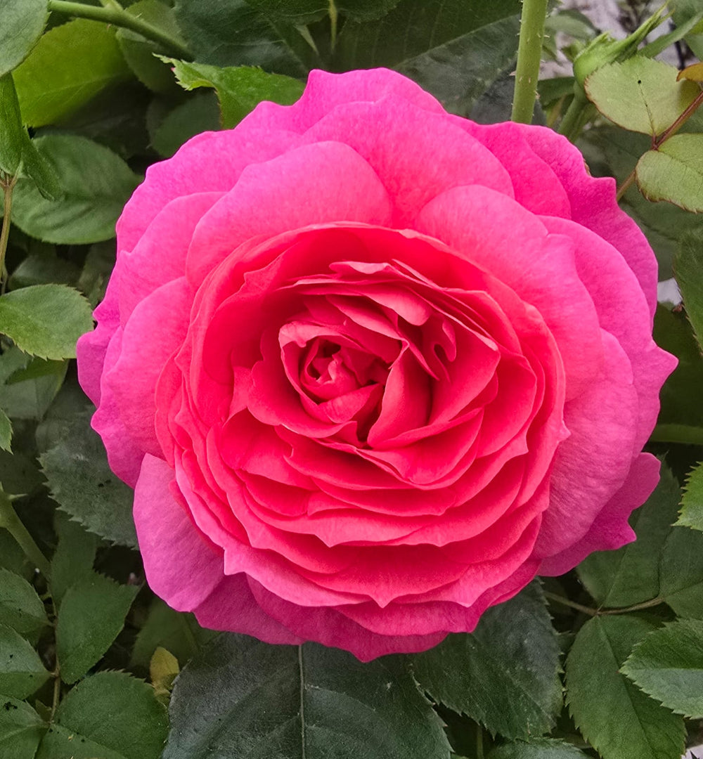 Posh Life Rose Bloom