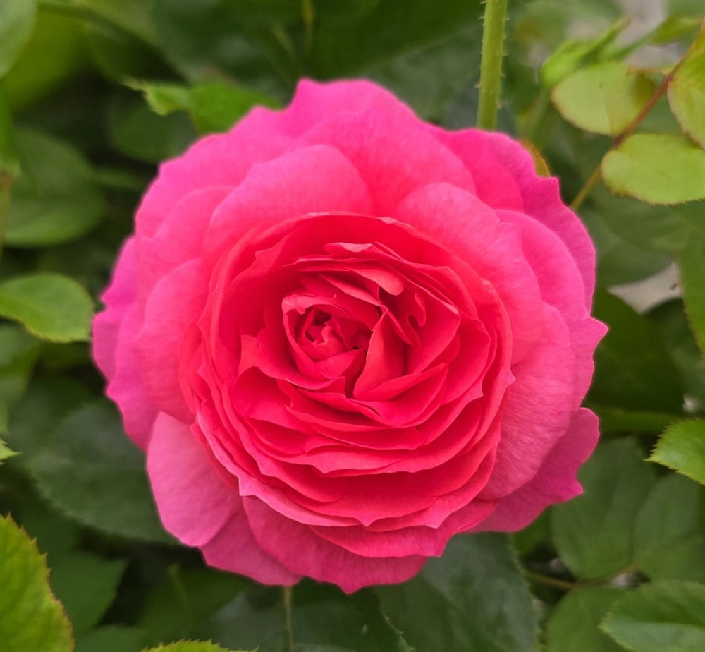 Posh Life Rose Bloom