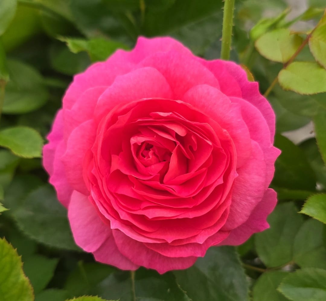 Posh Life Rose Bloom