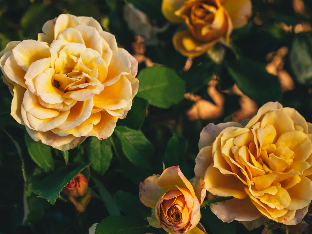 Quicksand® Rose Bush