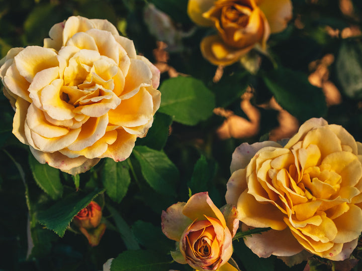 Quicksand® Rose Bush