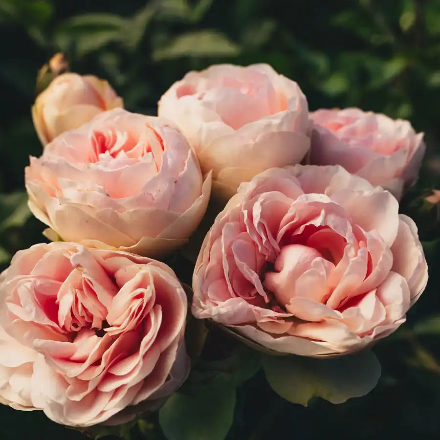 Roseville™ – April & Ashley