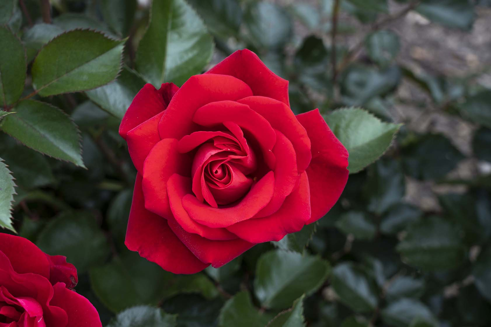 Suckering Roses Rose Plant Suckers: What They Are & What To Do With Them – April & Ashley