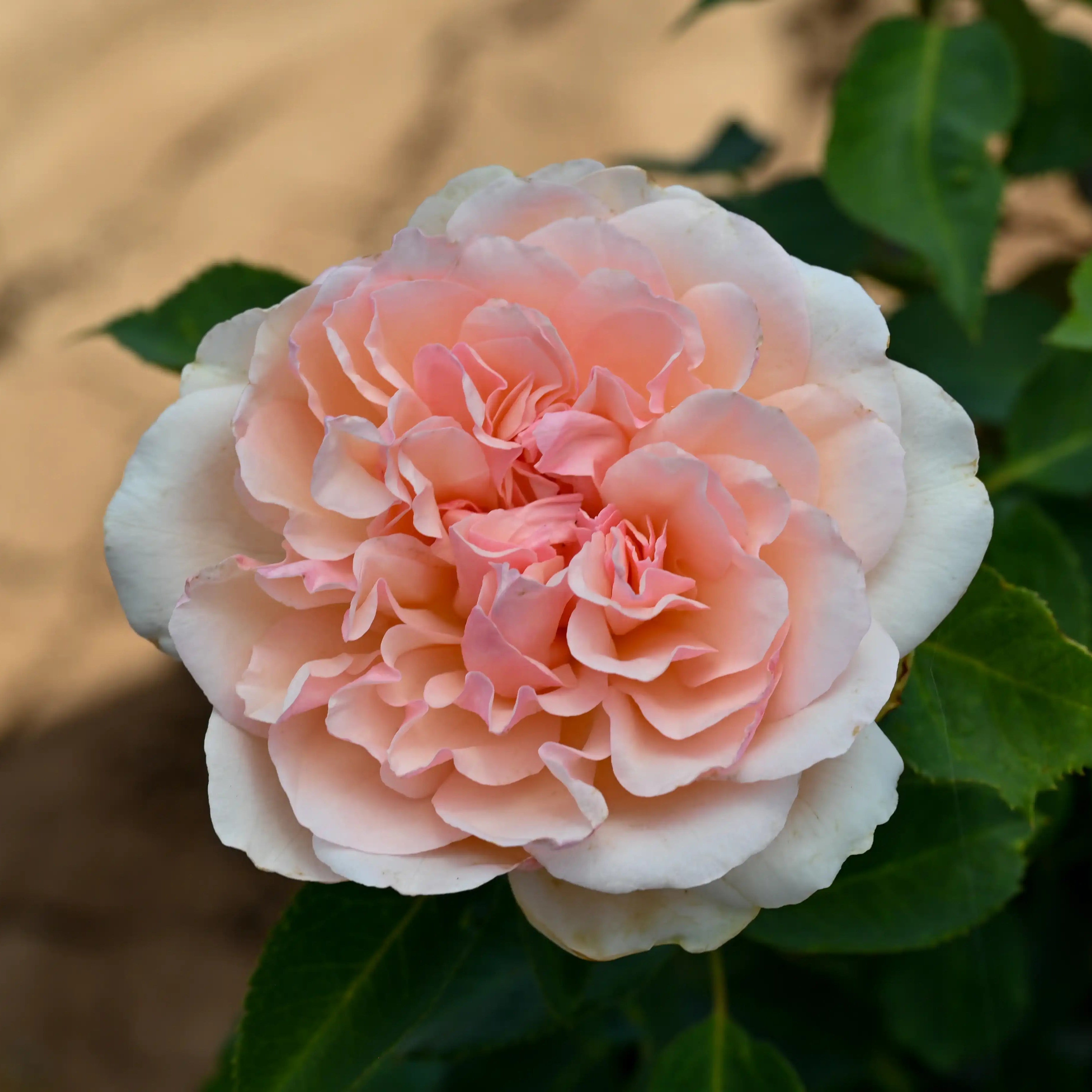 2026 Rose Bush Catalog | April & Ashley