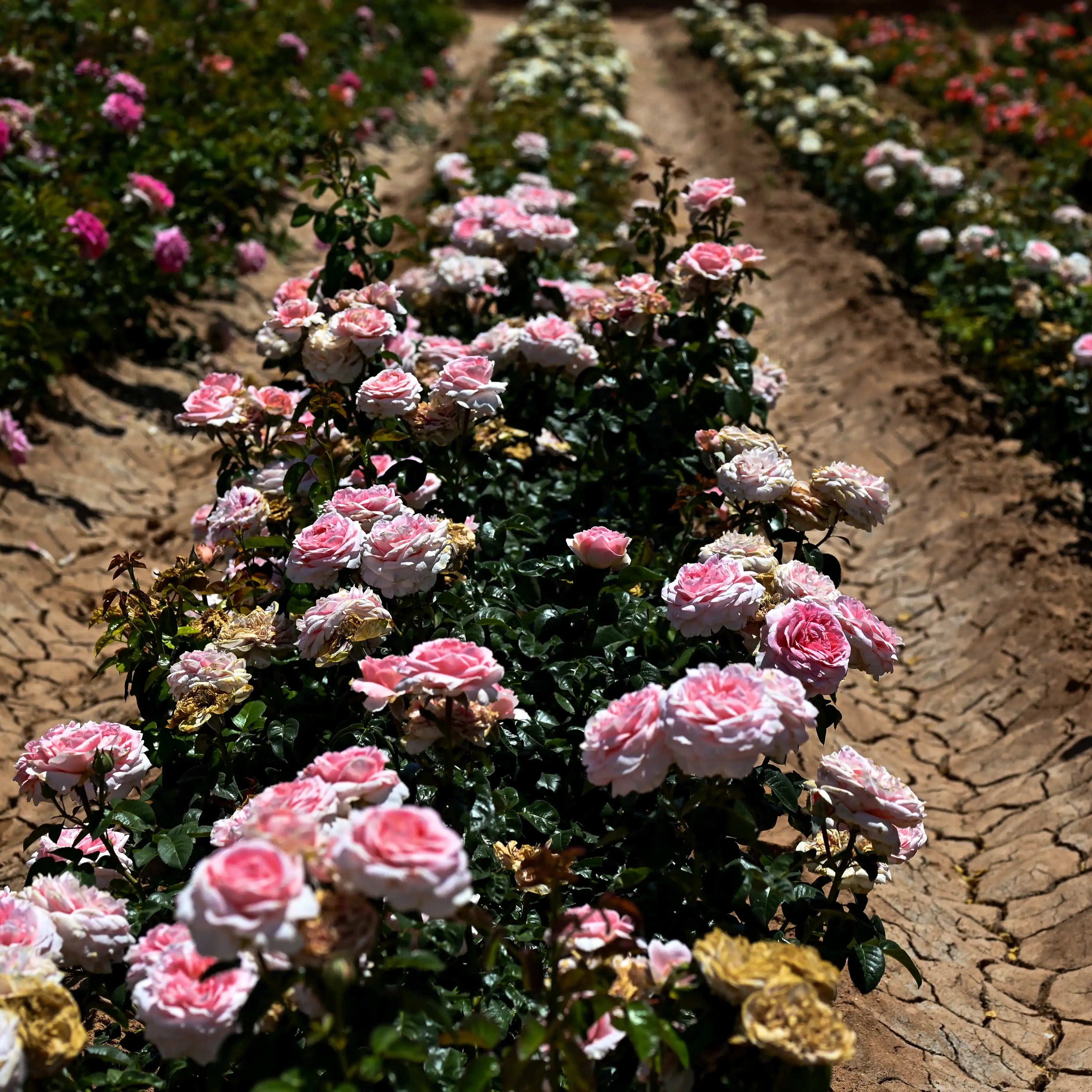 Hardiness Zone 8 Rose Bush Collection | April & Ashley