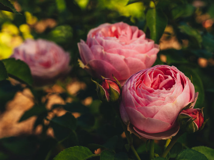 Rosa Pink 'N Pretty™