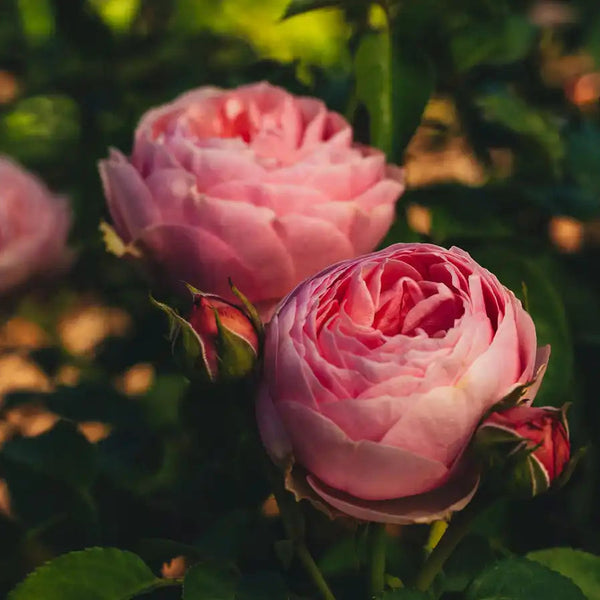 花 Pink'N Pretty Rose Pink'N Pretty Rose Plant|粉红美丽 – Rose_Explosion